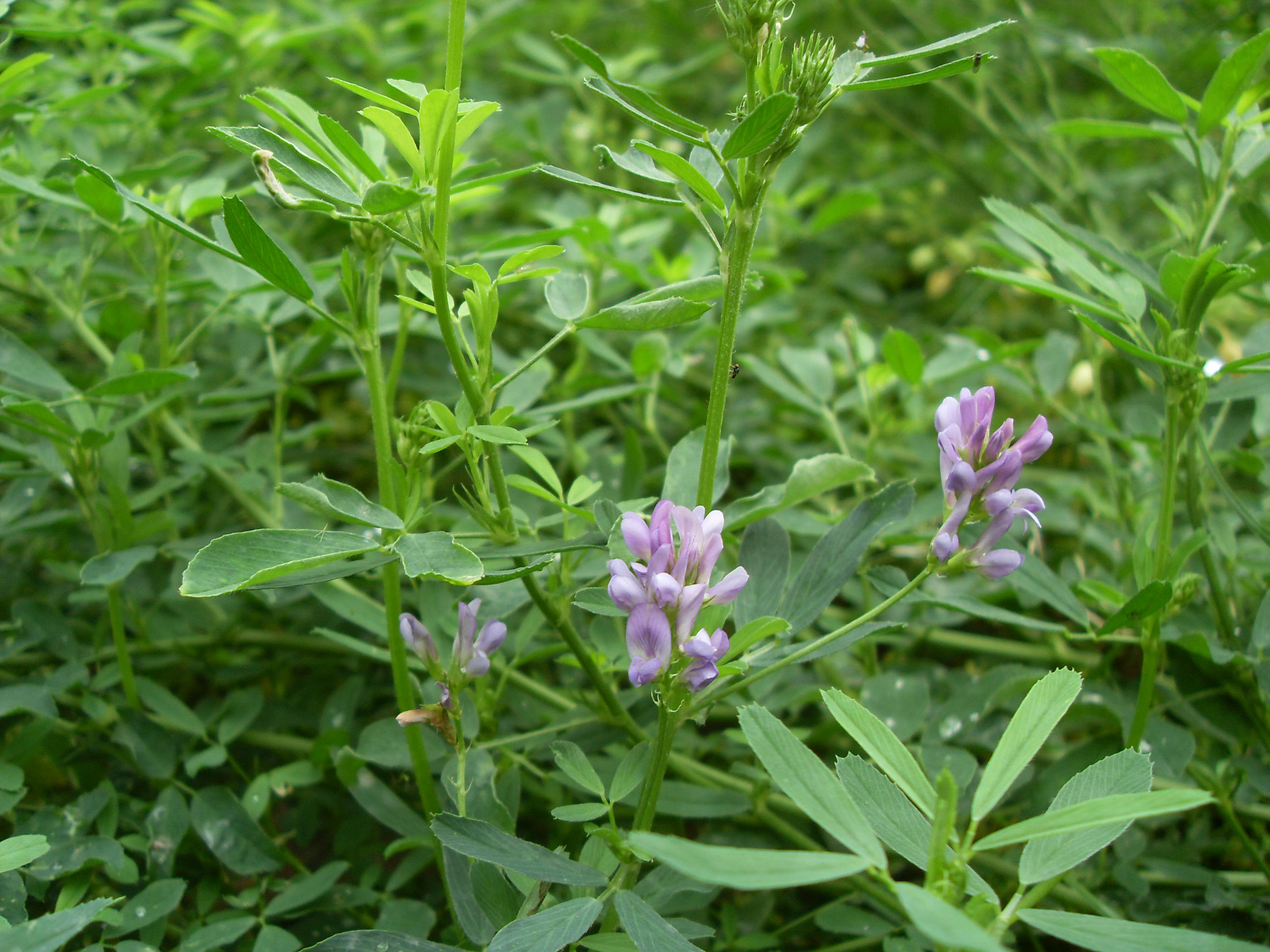 3 269 紫苜蓿 西北大学校园网络植物志