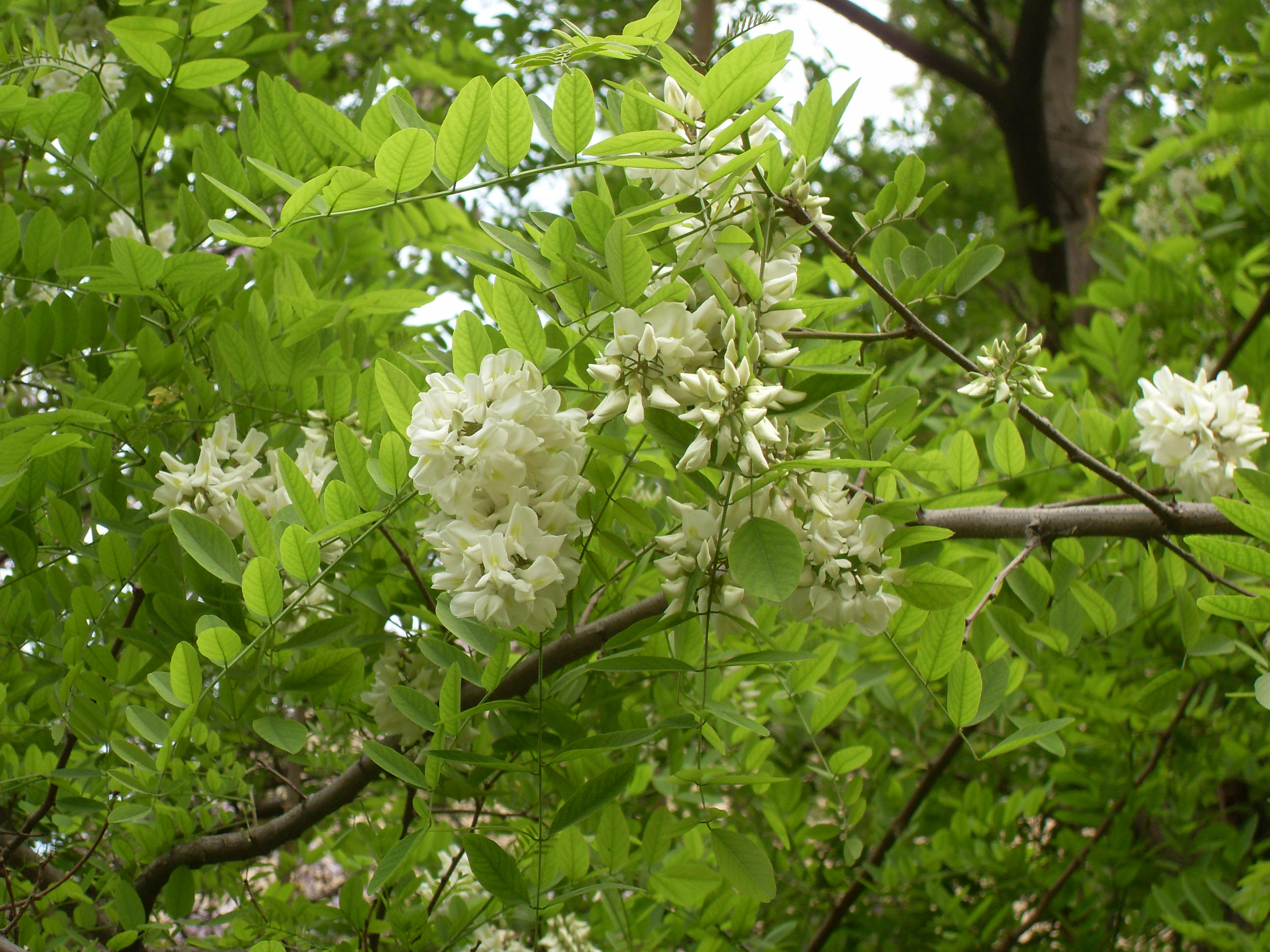3.29 刺槐| 西北大学校园网络植物志
