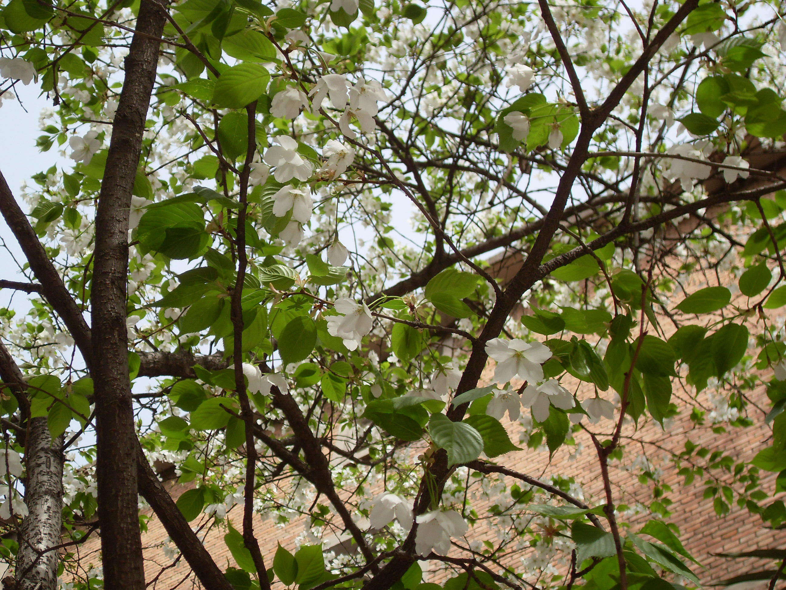 3.175 山樱花| 西北大学校园网络植物志