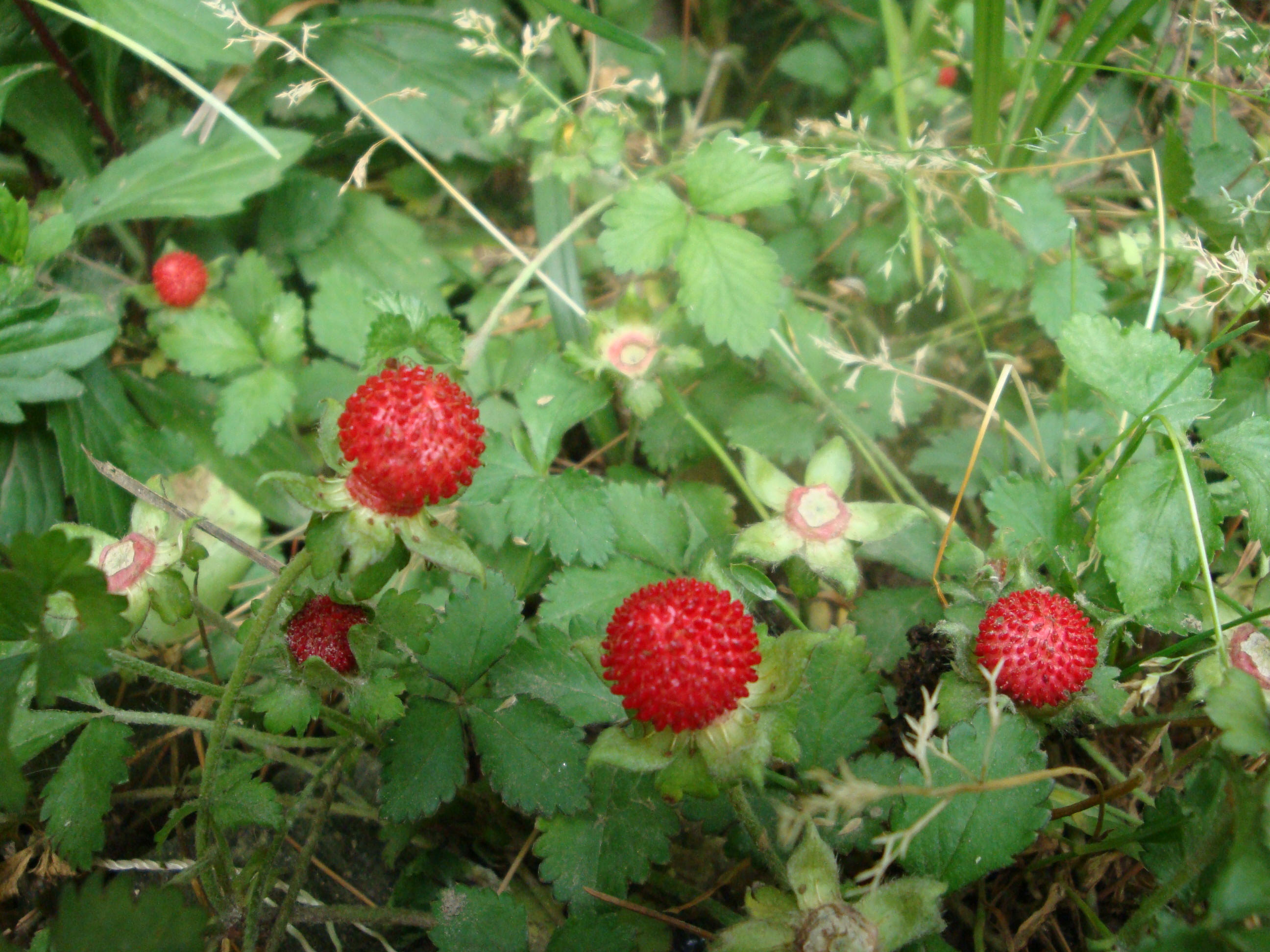 蛇莓-北方园林植物图鉴及应用-图片